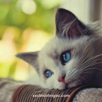 Ảnh đại diện của Liễu Thùy My